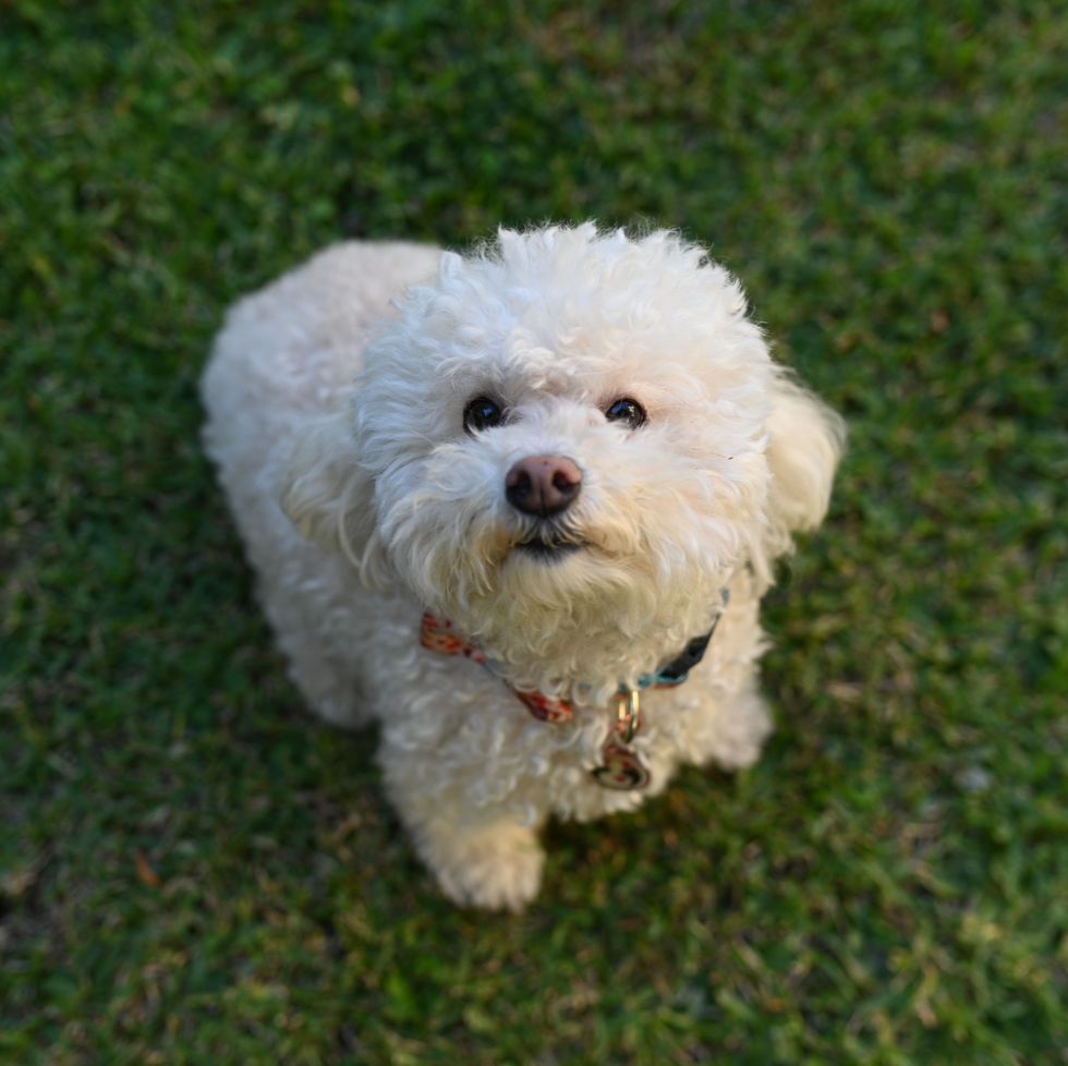 a close up shot of a white bichon frise looking up