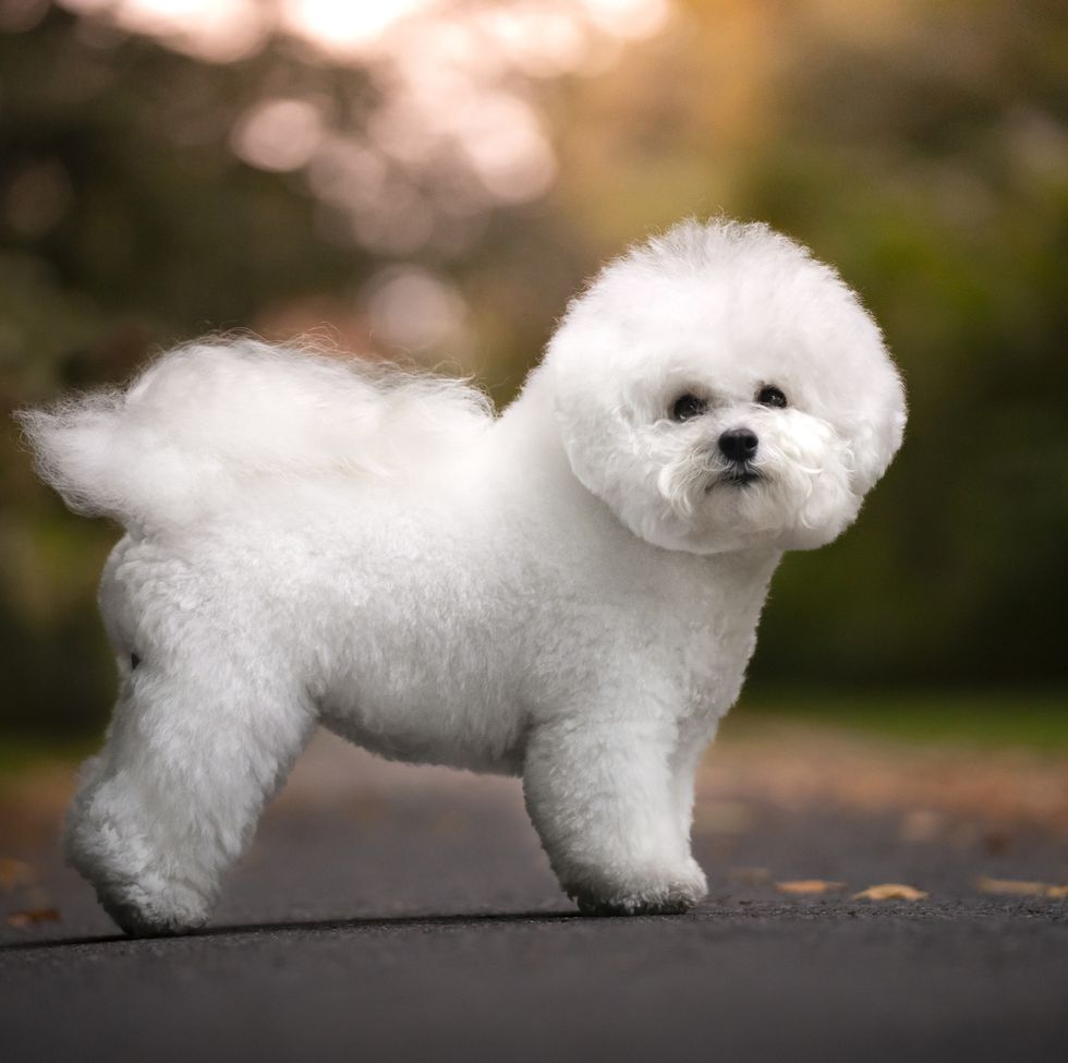 bichon frise dog