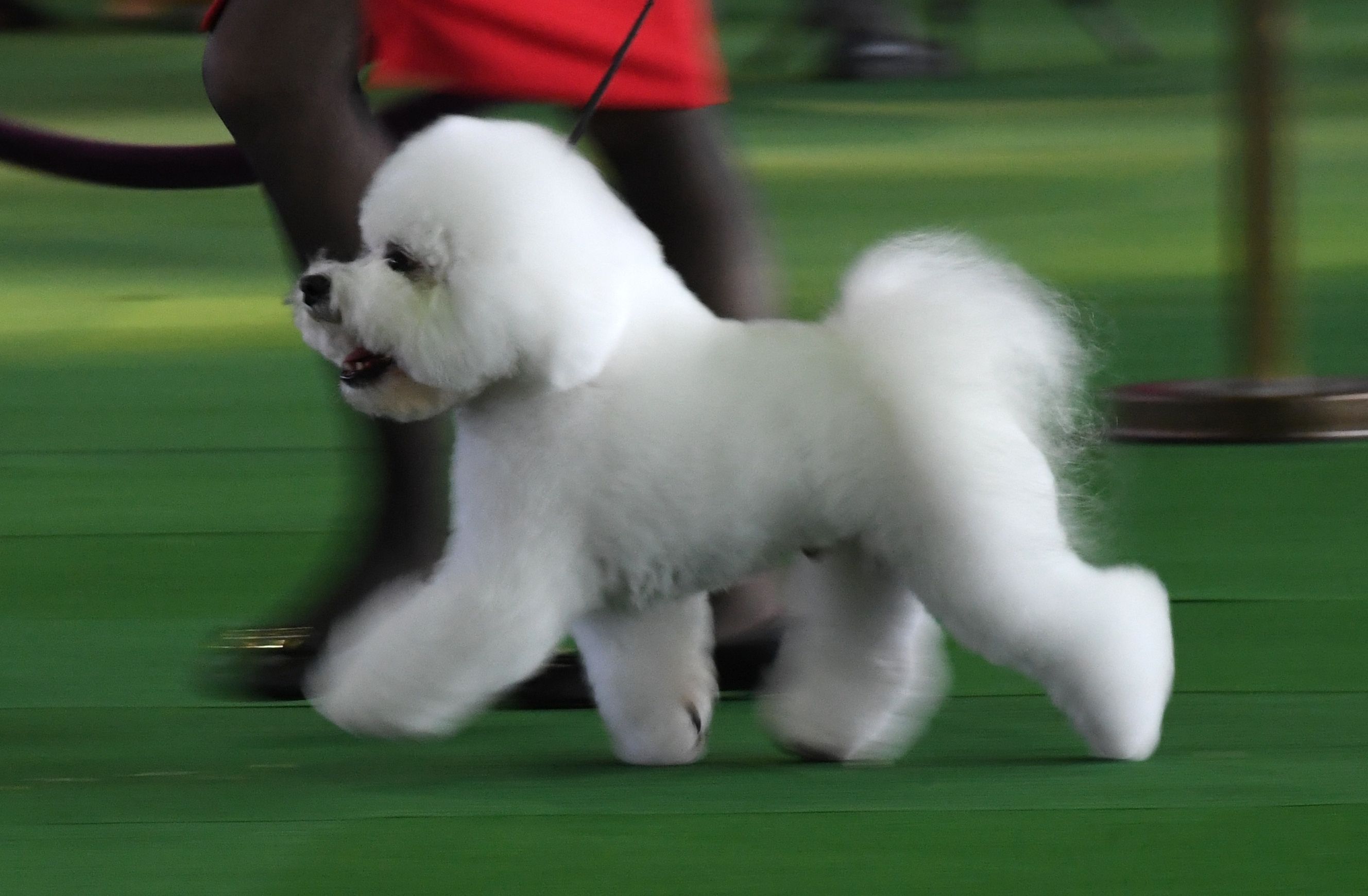 bichon agility course