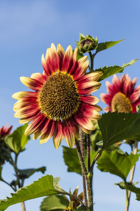 red and yellow sunflowers