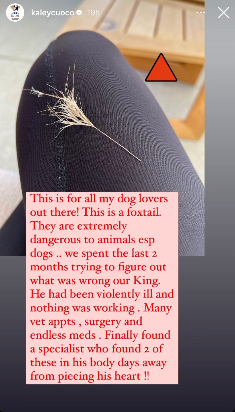 big bang theory kaley cuoco dog king foxtail surgery instagram