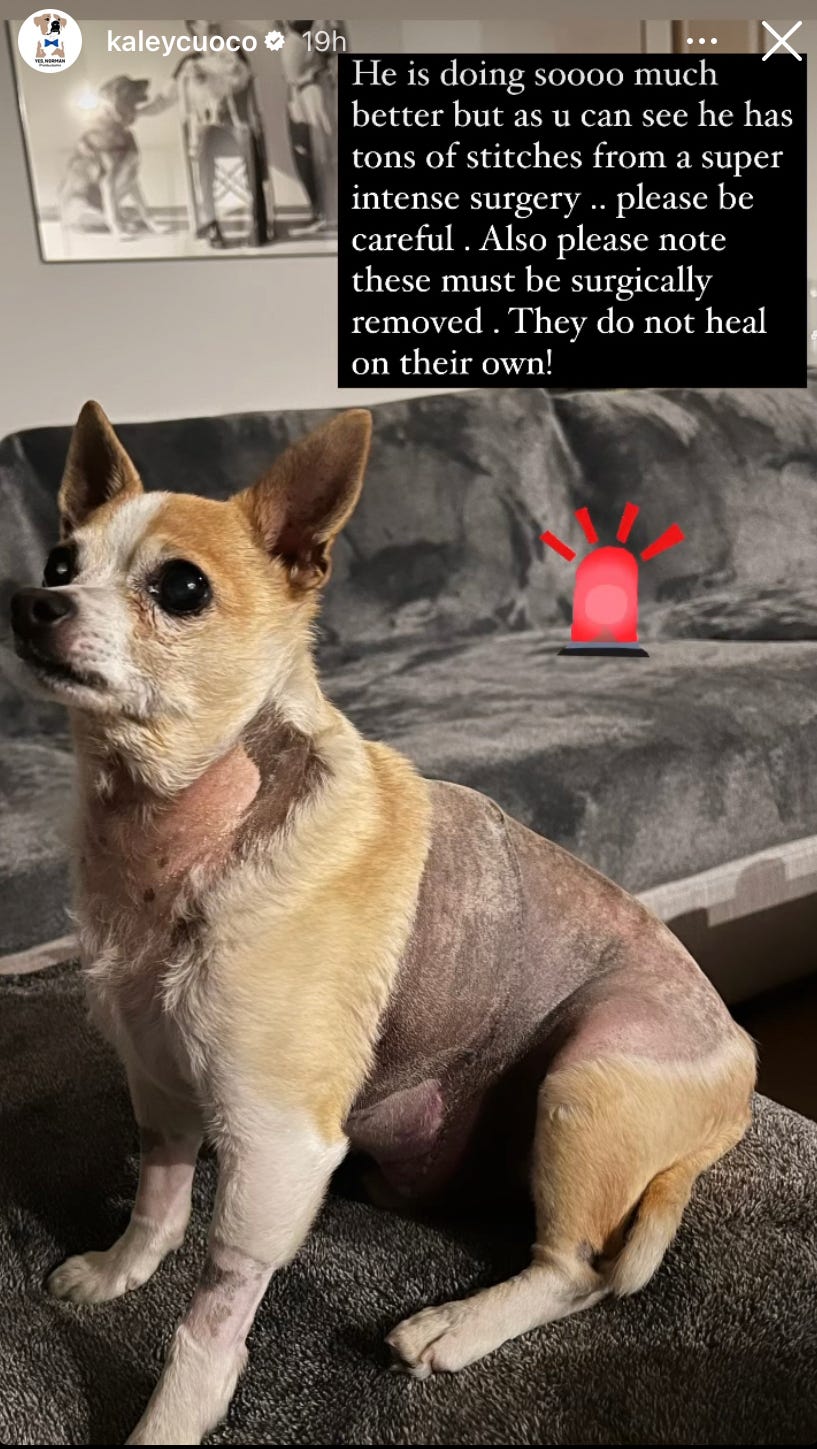 big bang theory kaley cuoco dog king foxtail surgery instagram