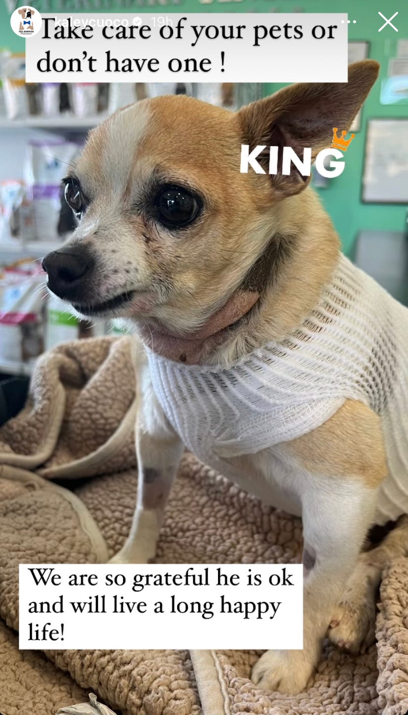 big bang theory kaley cuoco dog king foxtail surgery instagram