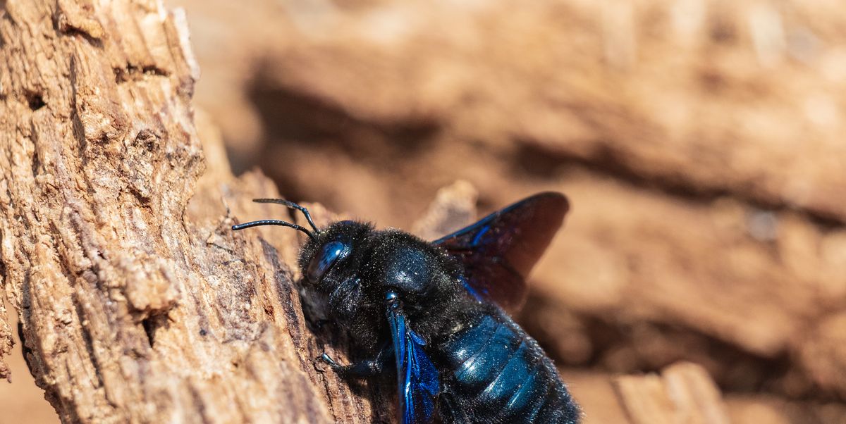 How to Safely Get Rid of Carpenter Bees, According to Master Exterminators