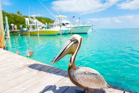 big brown pelican on dock with a couple floating in crystal clear blue water with boats docked beyond