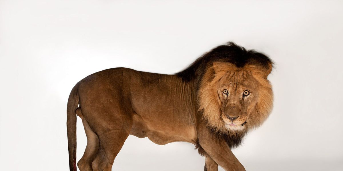 Een Afrikaanse leeuw Panthera leo poseert voor de foto Het gebrul van een leeuw is tot acht kilometer ver te horen
