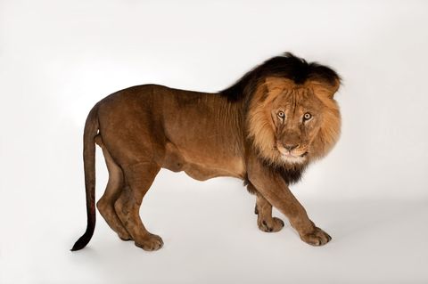 Een Afrikaanse leeuw Panthera leo poseert voor de foto Het gebrul van een leeuw is tot acht kilometer ver te horen