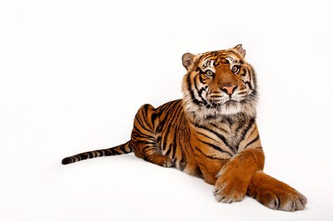 Deze Sumatraanse tijger Panthera tigris sumatrae behoort tot een soort die ernstig met uitsterving wordt bedreigd