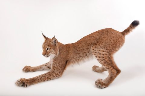 De Euraziatische lynx Lynx is een van de grootste roofdieren van Europa