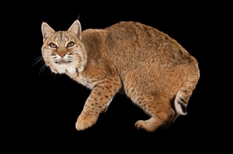De rode lynx Lynx rufus wordt ook wel bobcat genoemd en dankt die naam aan zijn schijnbaar ingekorte bobbed staart Het is de meest wijdverbreide katachtige van NoordAmerika