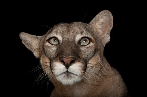 De met uitsterving bedreigde Floridapanter Puma concolor coryi is het officile dier van de staat Florida maar is daar niettemin zeer zeldzaam