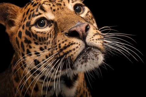 Dit Afrikaanse luipaard in de Houston Zoo behoort tot de soort Panthera pardus pardus die met uitsterving wordt bedreigd