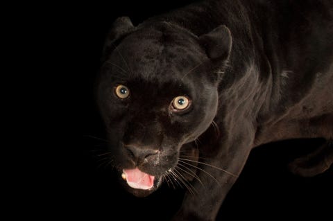 Dit is de zwarte variant van de jaguar Panthera onca een soort die in ZuidAmerika voorkomt