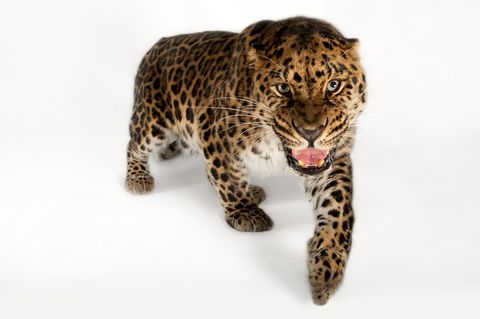 De Amoerpanter Panthera pardus orientalis wordt ernstig met uitsterving bedreigd