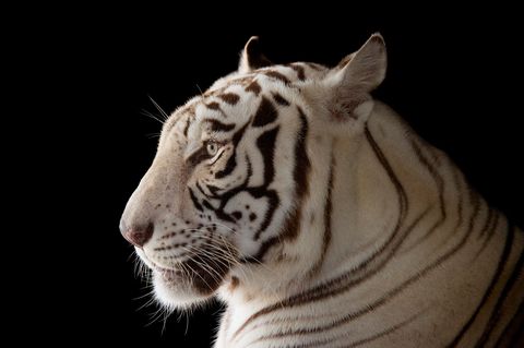 Witte Bengaalse tijgers als deze zijn zeldzaam in het wild Hun bijzondere kleur is meestal het gevolg van inteelt wat ook kan leiden tot vervormingen die deze dieren ernstig kunnen hinderen