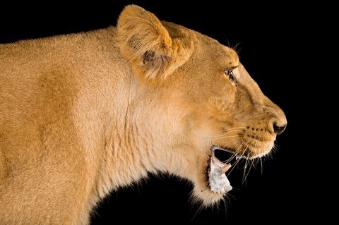 Een vrouwtje van de Perzische leeuw Panthera leo persica in de dierentuin van Indore India