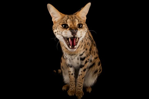 Deze serval Leptailurus serval heet Kenya Servals kunnen anderhalve meter loodrecht omhoog springen om uit te kunnen kijken over het hoge gras van het savannelandschap waarin ze leven