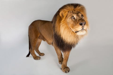 Een mannetje van de Afrikaanse leeuw Panthera leo