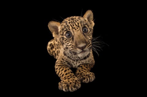 Deze jaguarwelp Panthera onca is twee maanden oud en leeft in het Parque Zoologico Nacional in Santo Domingo Dominican Republic