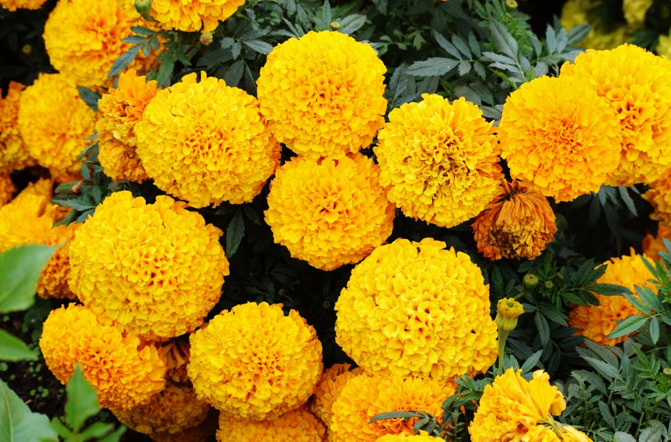 a large cluster of large, majestic bright yellow marigolds in full bloom Tagetes family of Asteraceae