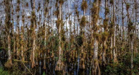 big cypress forest