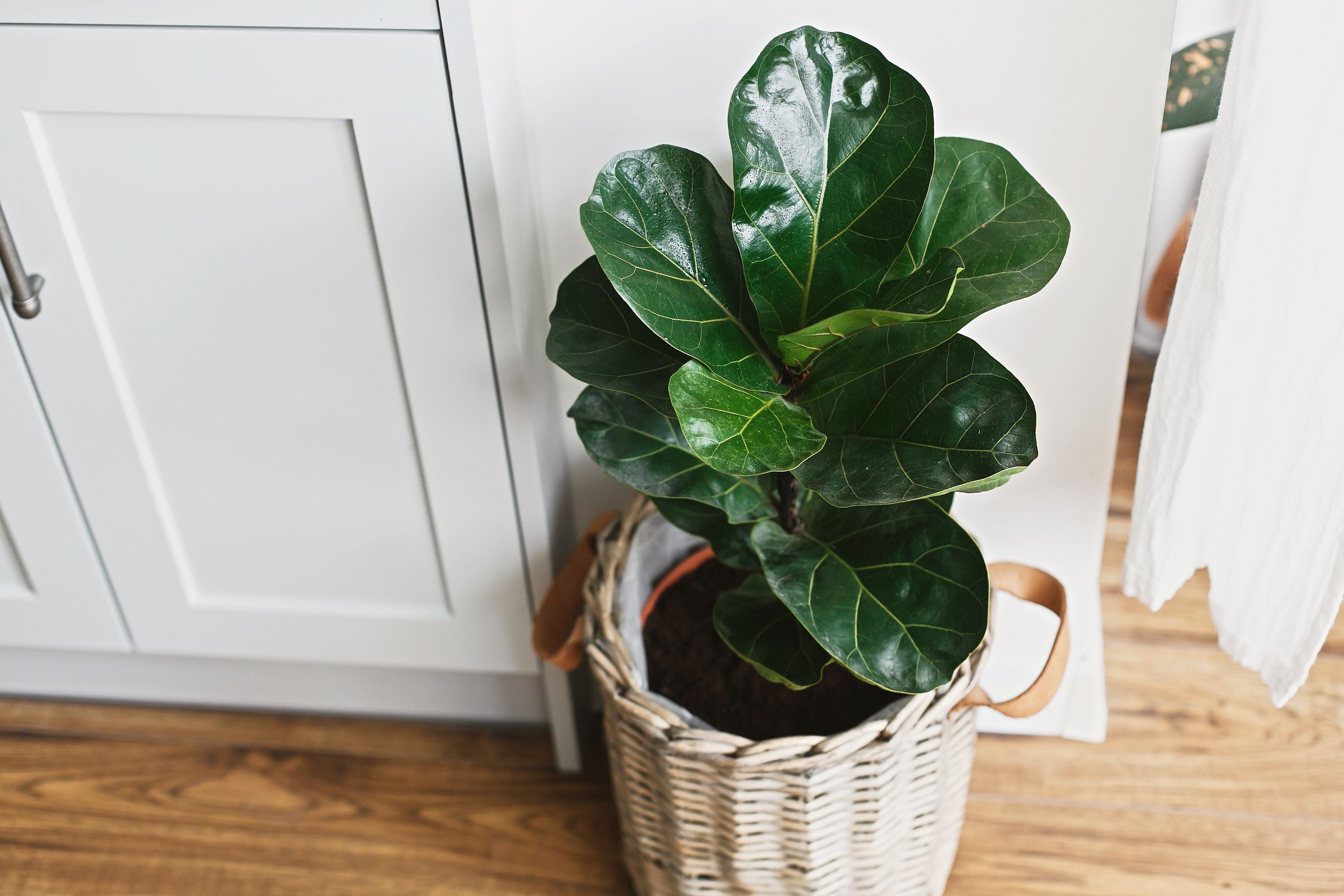 How to Care for Fiddle Leaf Fig Tree — Fiddle Leaf Fig Tree Care