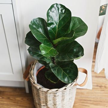 big fiddle leaf fig tree in stylish modern pot near kitchen furniture ficus lyrata leaves, stylish plant on wooden floor in kitchen floral decor in modern home