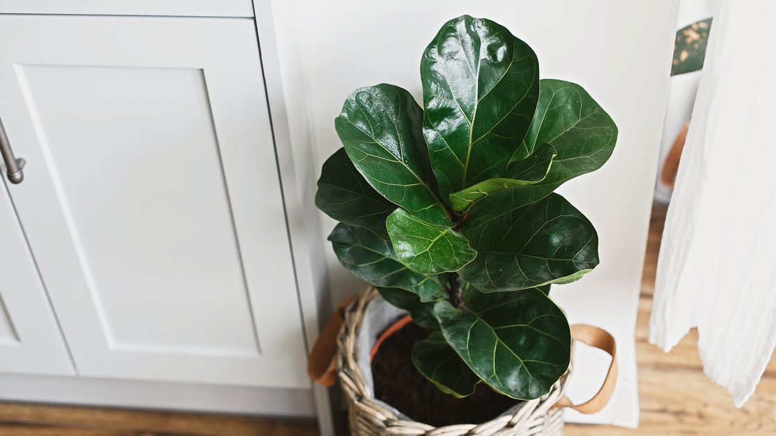 preview for Plants to Liven Up Your Office Space