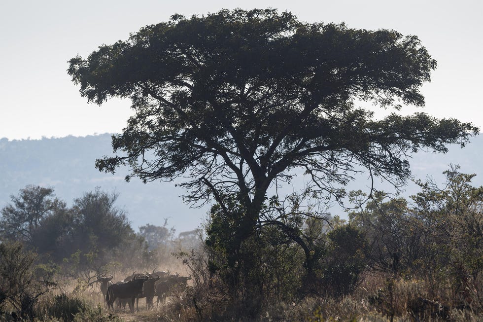 big five marathon