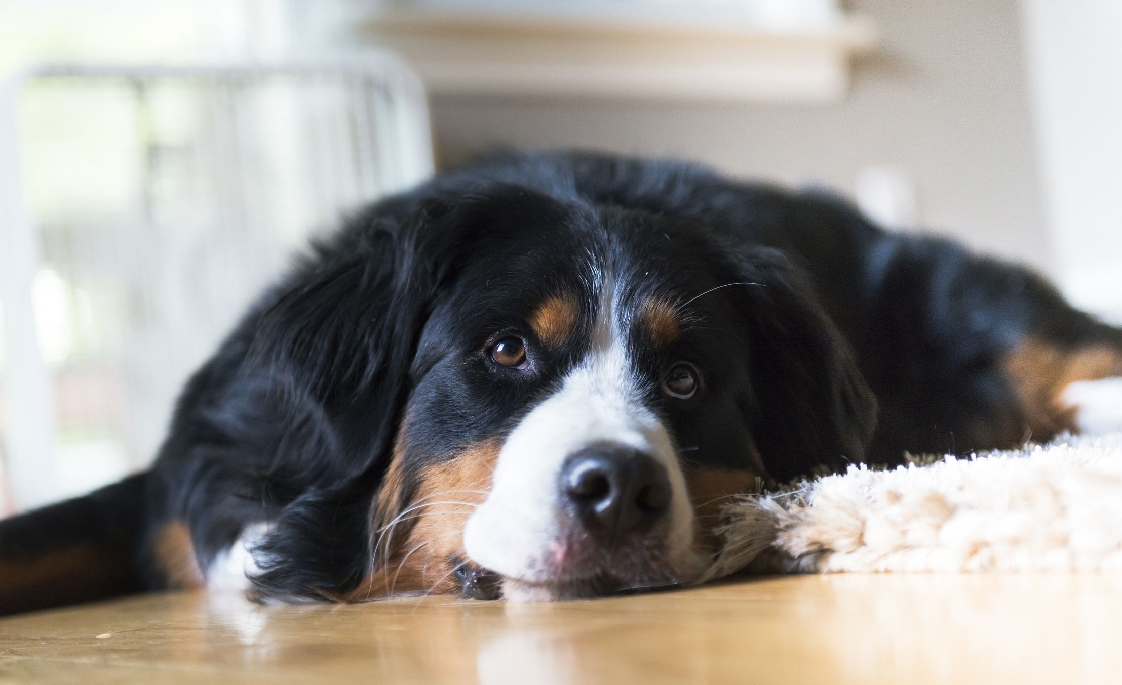 black and white puppy breeds