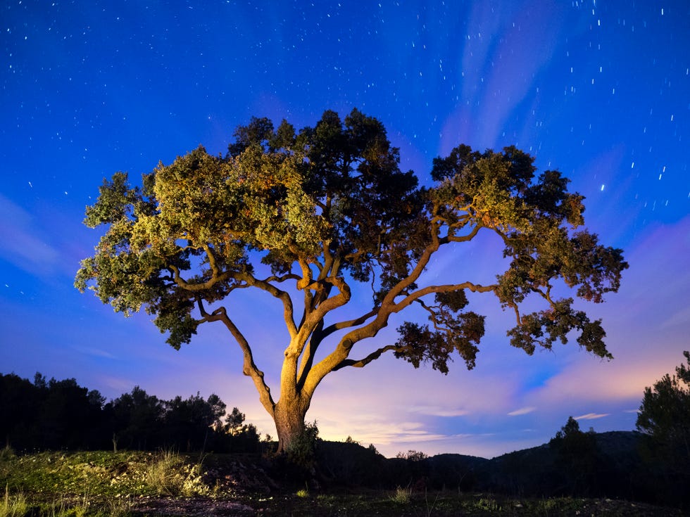 big old tree at night with the starry sky and a blue sky
