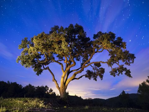 big old tree at night with the starry sky and a blue sky