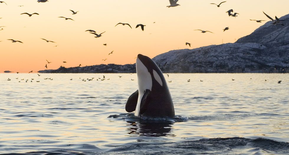 big orca sunset spyhop