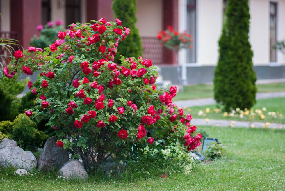 big red rose bush