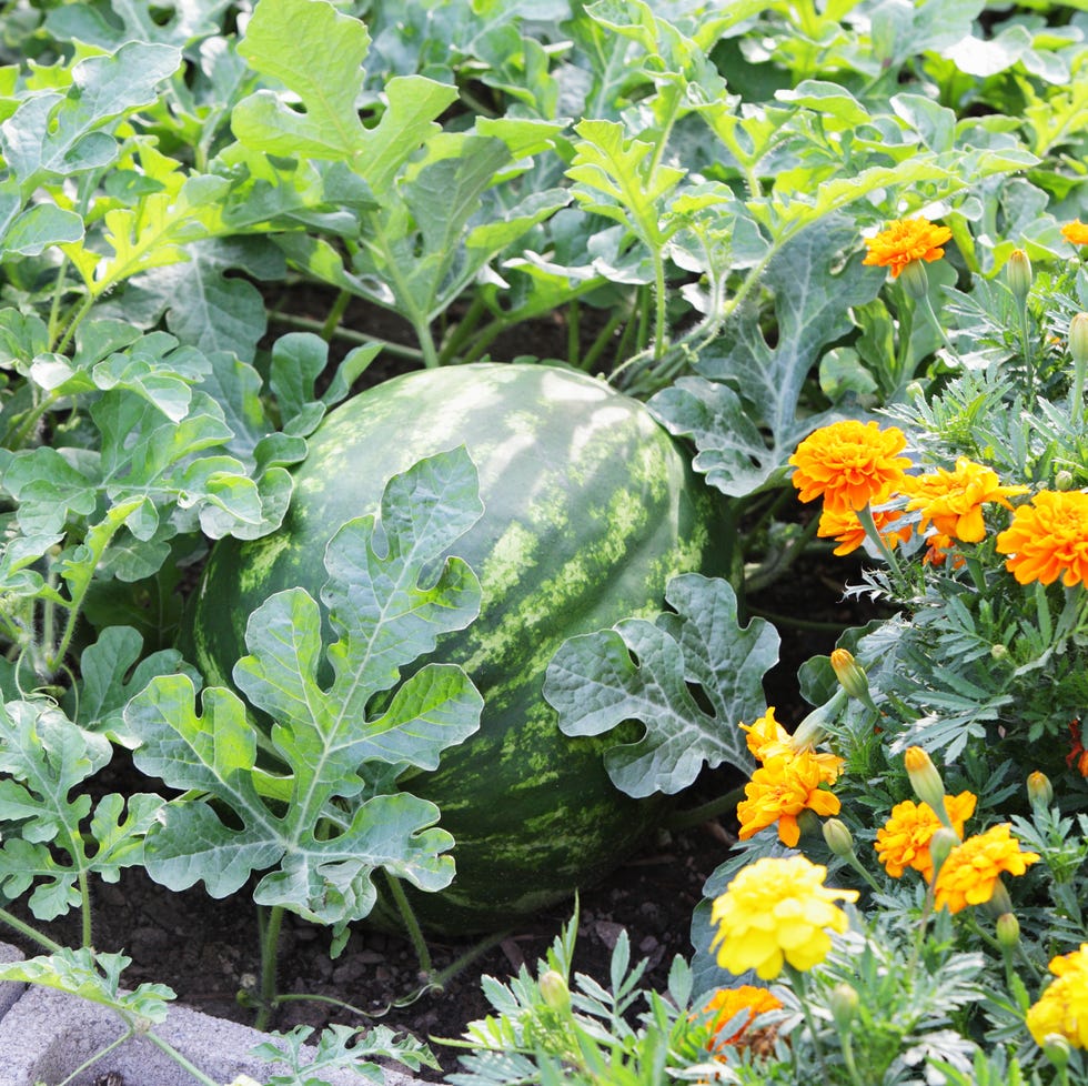 big ripe watermelon citrullus lanatus in a summer garden