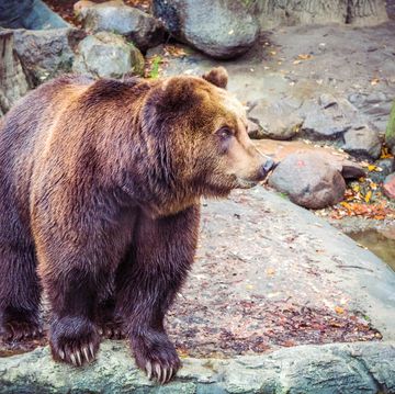 big wild brown bear in forest on rock, dangerous animal in natural green background