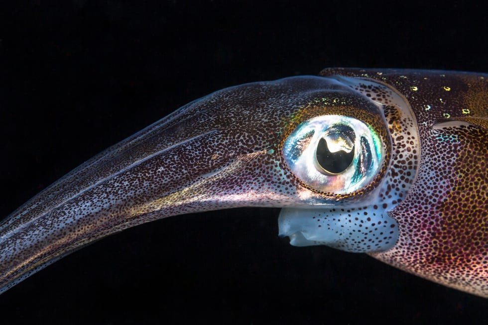 bigfin reef squid sepioteuthis lessoniana