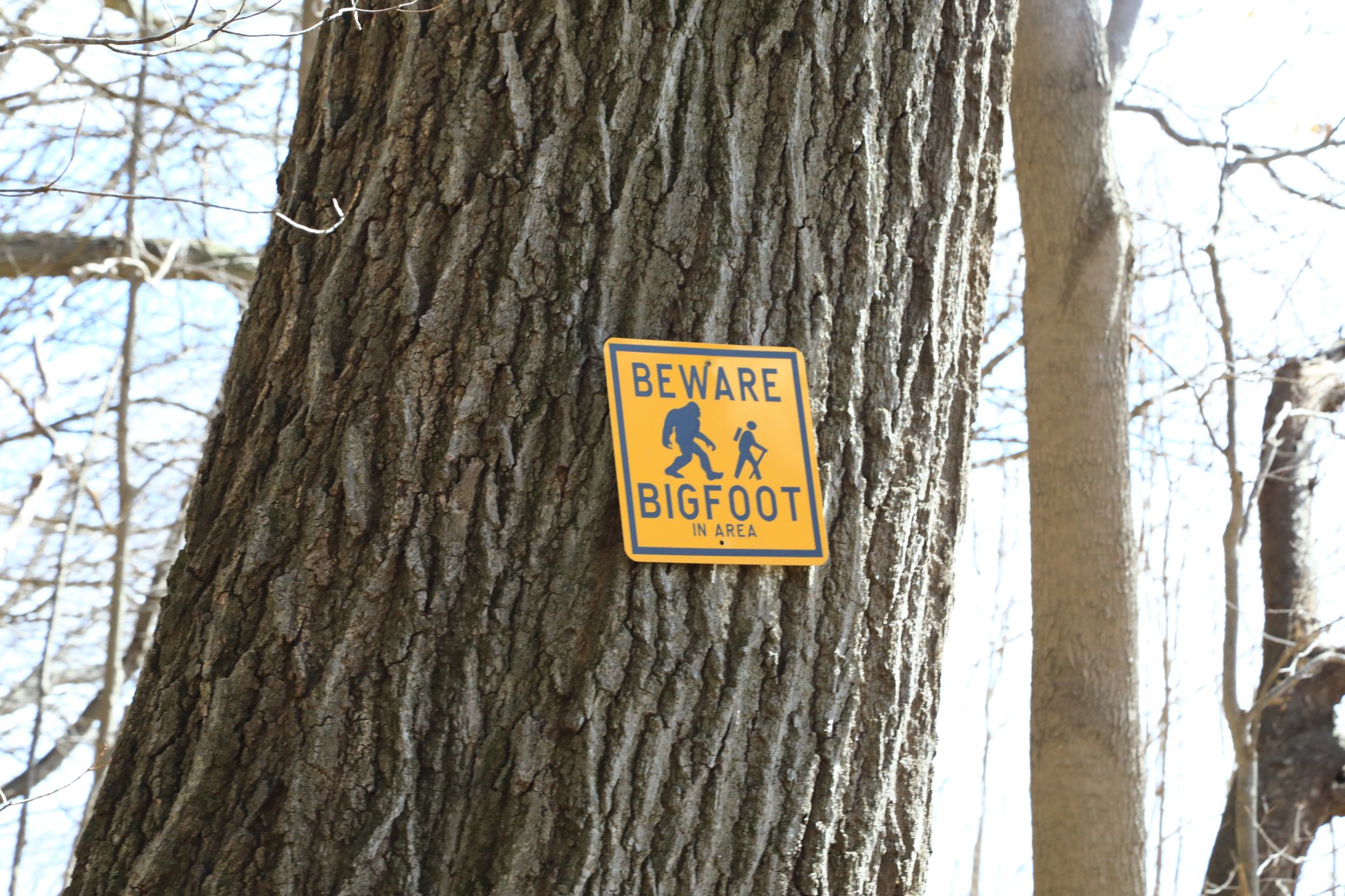 bigfoot warning area sign on a tree trunk