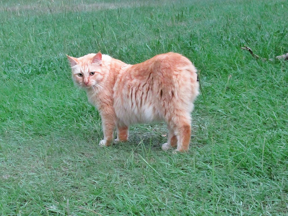 Orange American Bobtail Cat doesn't have on the tail looking back on the shoulder