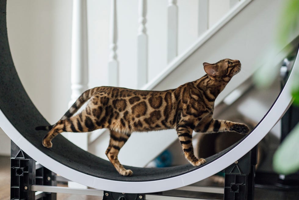 A long leopard spotted bengal cat running on his home exercise wheel, stairs in his home