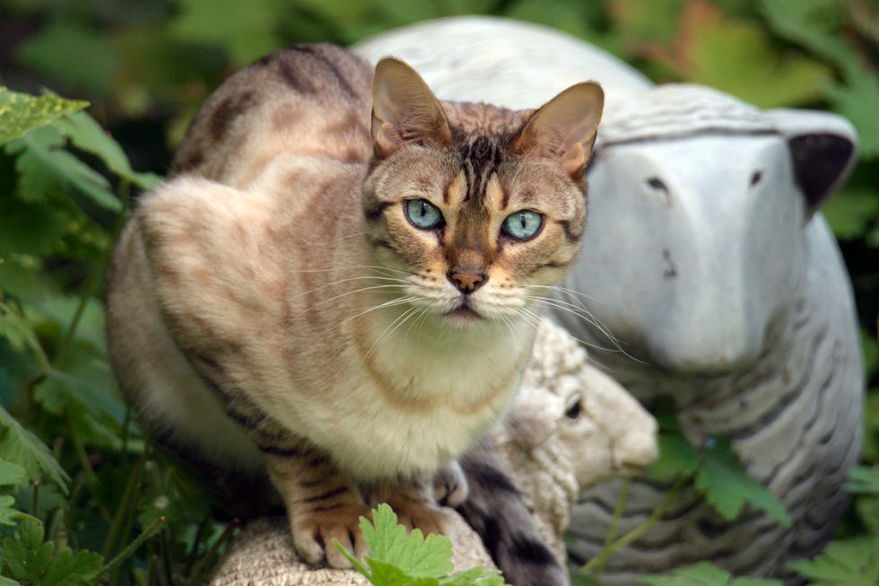 Beautiful cream color cum from cat, brown strips and blue eyes that carry in front of sheep's ceramic figure in front of the park