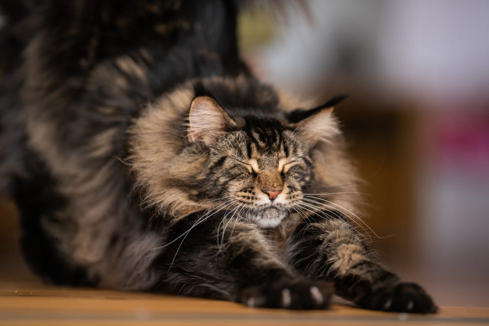 Longhaired Maine Coon Cat with eyes closed angular legs in the back of the back air