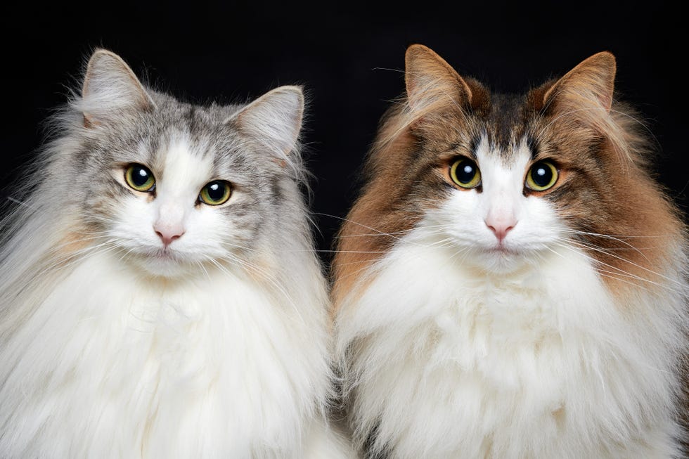 Two people Norwegian forest cats, one white and gray, one white and brown sitting side by side that appears above the shoulders