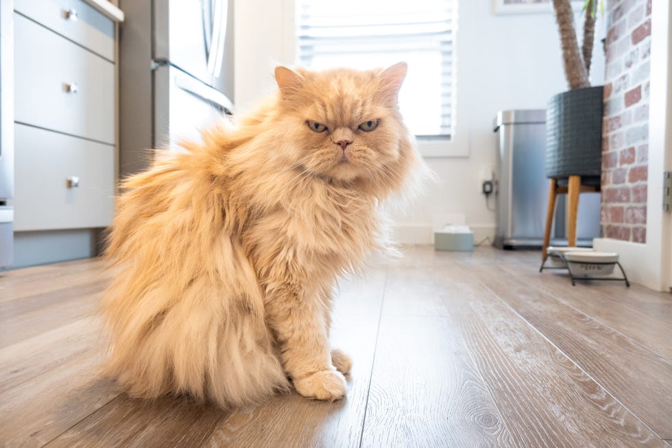 Orange and cream colored Persian cat sitting in the kitchen, food bowls are visible on wooden woven on the wooden floor and so, the refrigerant and garbage can be in the background.