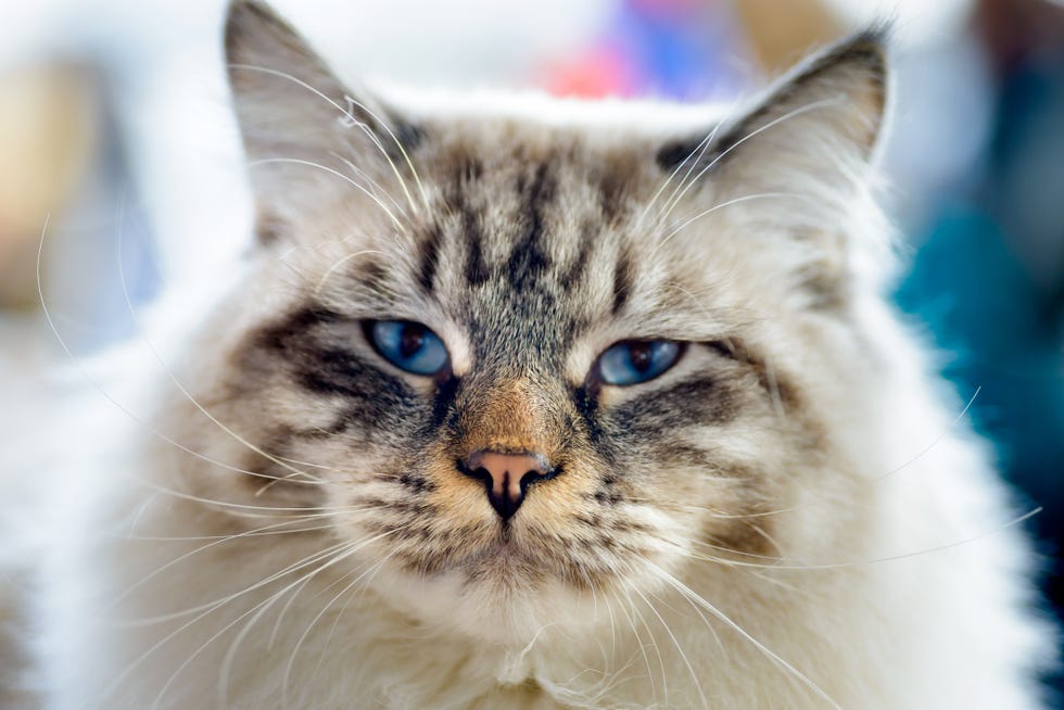 Portrait of blue-eyed cream color Ragamuffin cat face and heads on the camera, blurred background