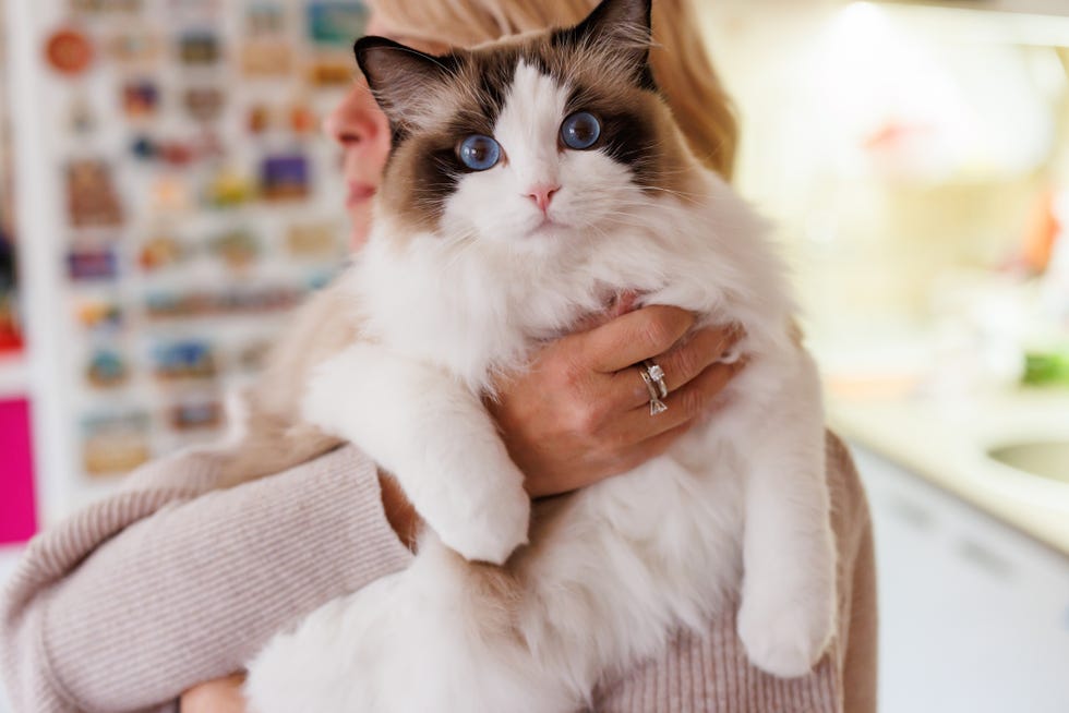 The woman hugged her Ragdoll Cat in the profile that is white and brown with blue eyes and resist the camera