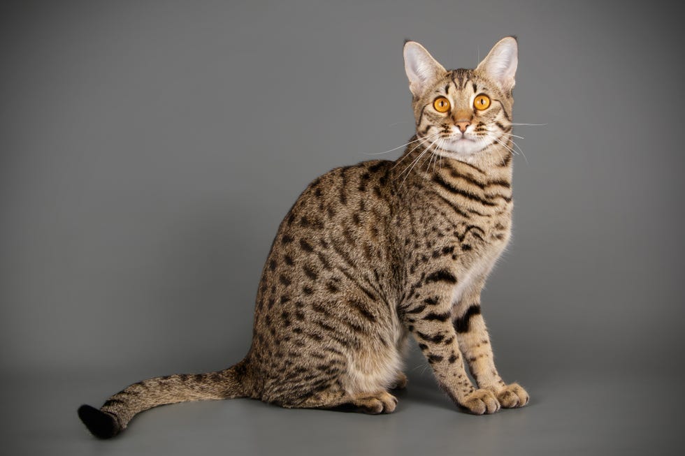 spotted saavanna cat with dark markings and orange eyes sitting on a dark gray background