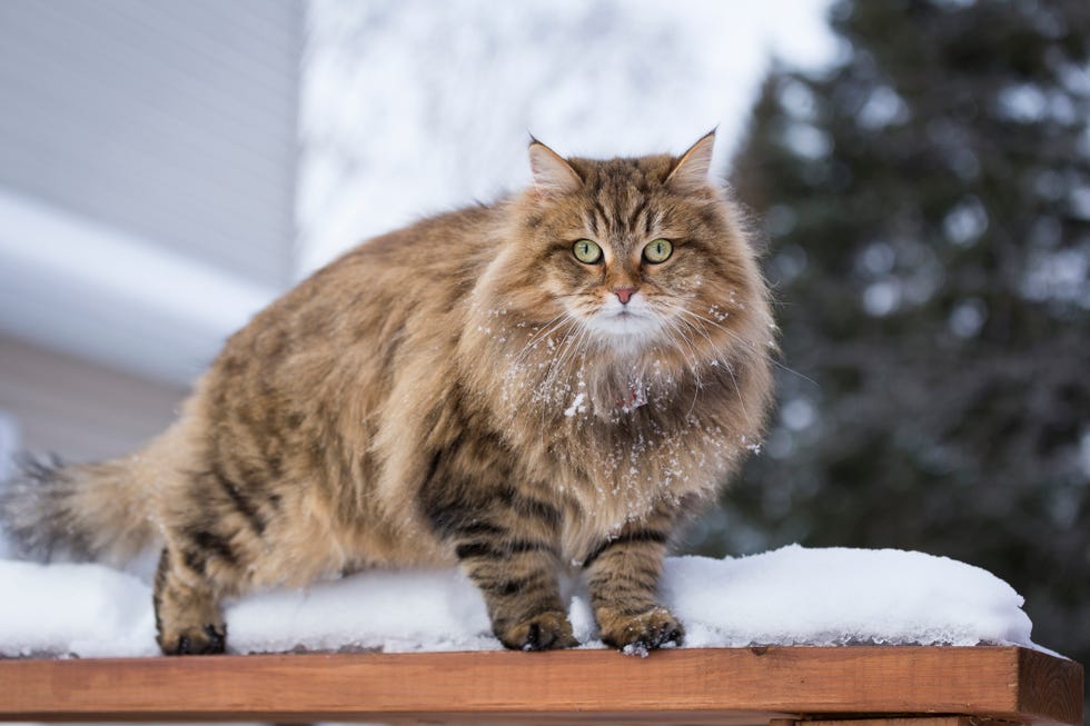 With long hair green eyes Siberian cat with its fur snow, which is black striped with a white chin, stand outside