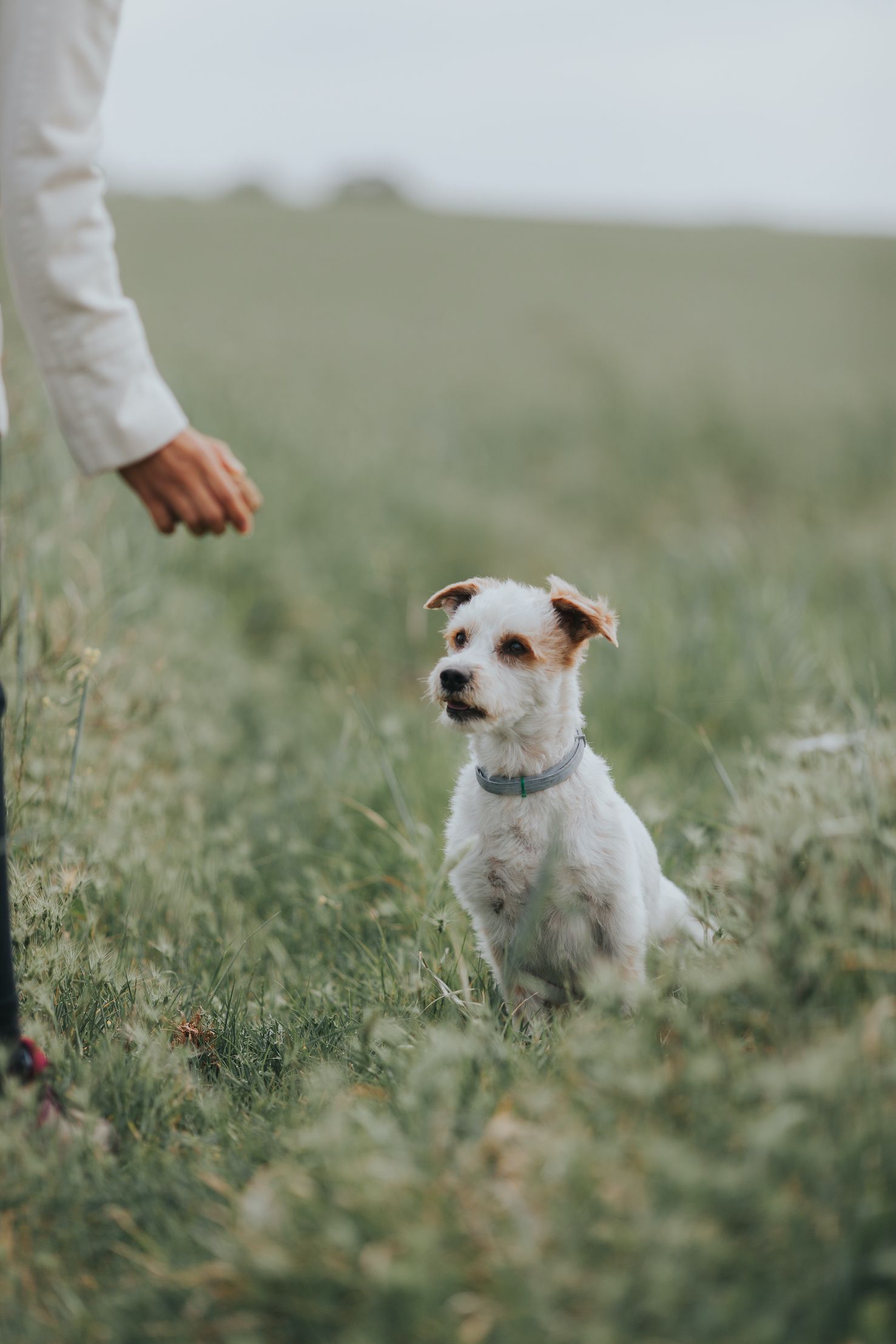 The Biggest Mistake Dog Owners Make, According To A Vet