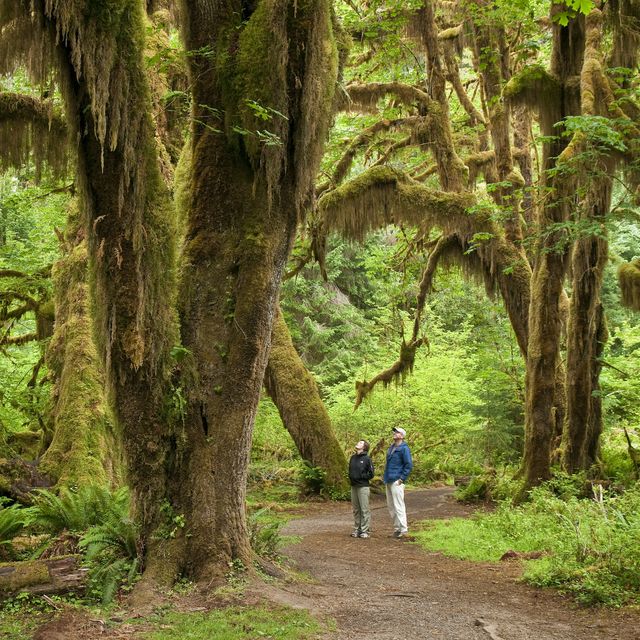 bigleaf maple trees, hall of mosses trail, hoh rainforest, olympic national park, washington